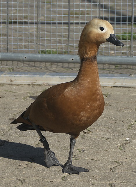 其他俱乐部